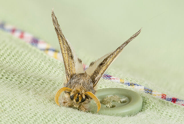 Can Clothes Moths Survive a Washing Machine? Unveiled!