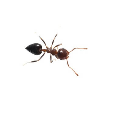 acrobat ant on white background