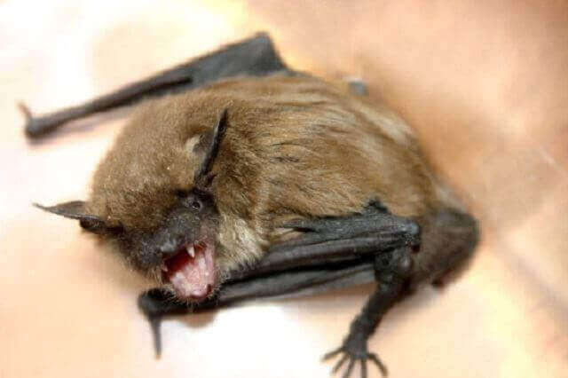 picture of a bat with mouth open