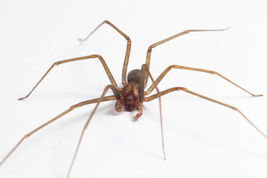 Picture of a brown recluse spider