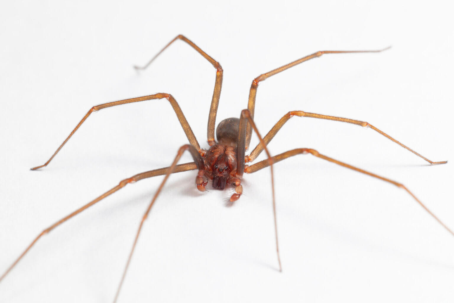What You Need to Know About the Brown Recluse Spider OPC Pest Services