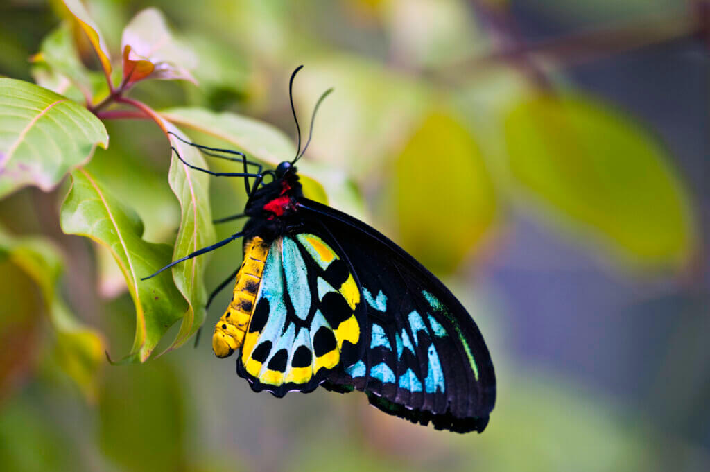 Richmond Birdwing butterfly perched on a tropical plant This butterfly is also referred to as the Cairns Birdwing. This was shot horizontal but can be used as a vertical orientation, Makes a beautiful print or greeting card.