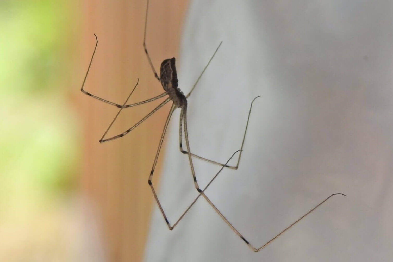 Is It A Cellar Spider Or Daddy Long Legs Hanging Around Your