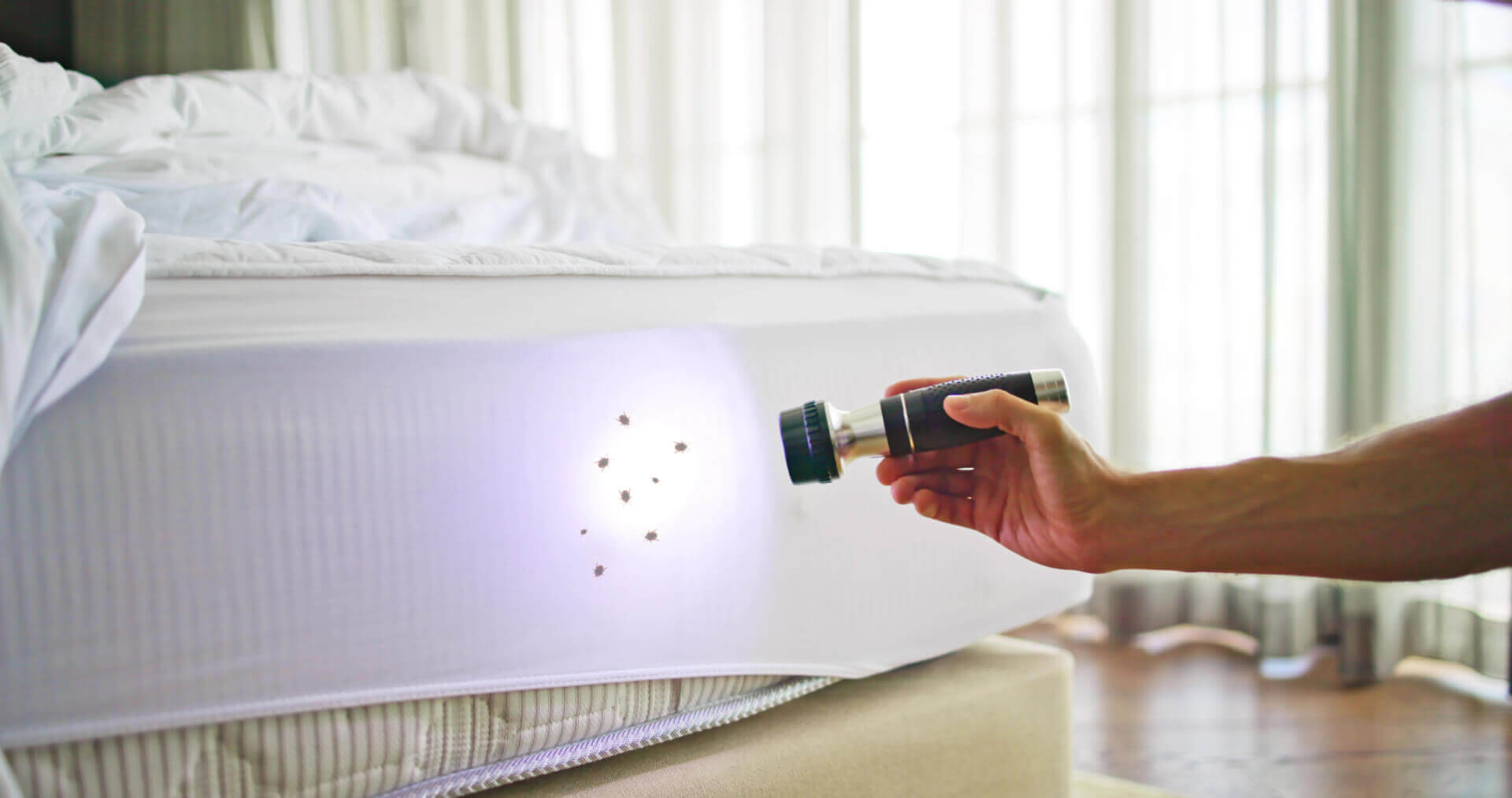 Checking Your Hotel Room for Bed Bugs - OPC Pest Services