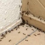 Pest Control Services