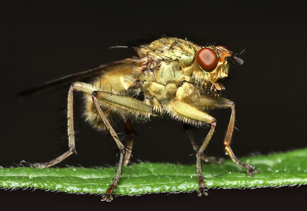 Portrait of a common, fuzzy golden-yellow fly with bright red eyes.