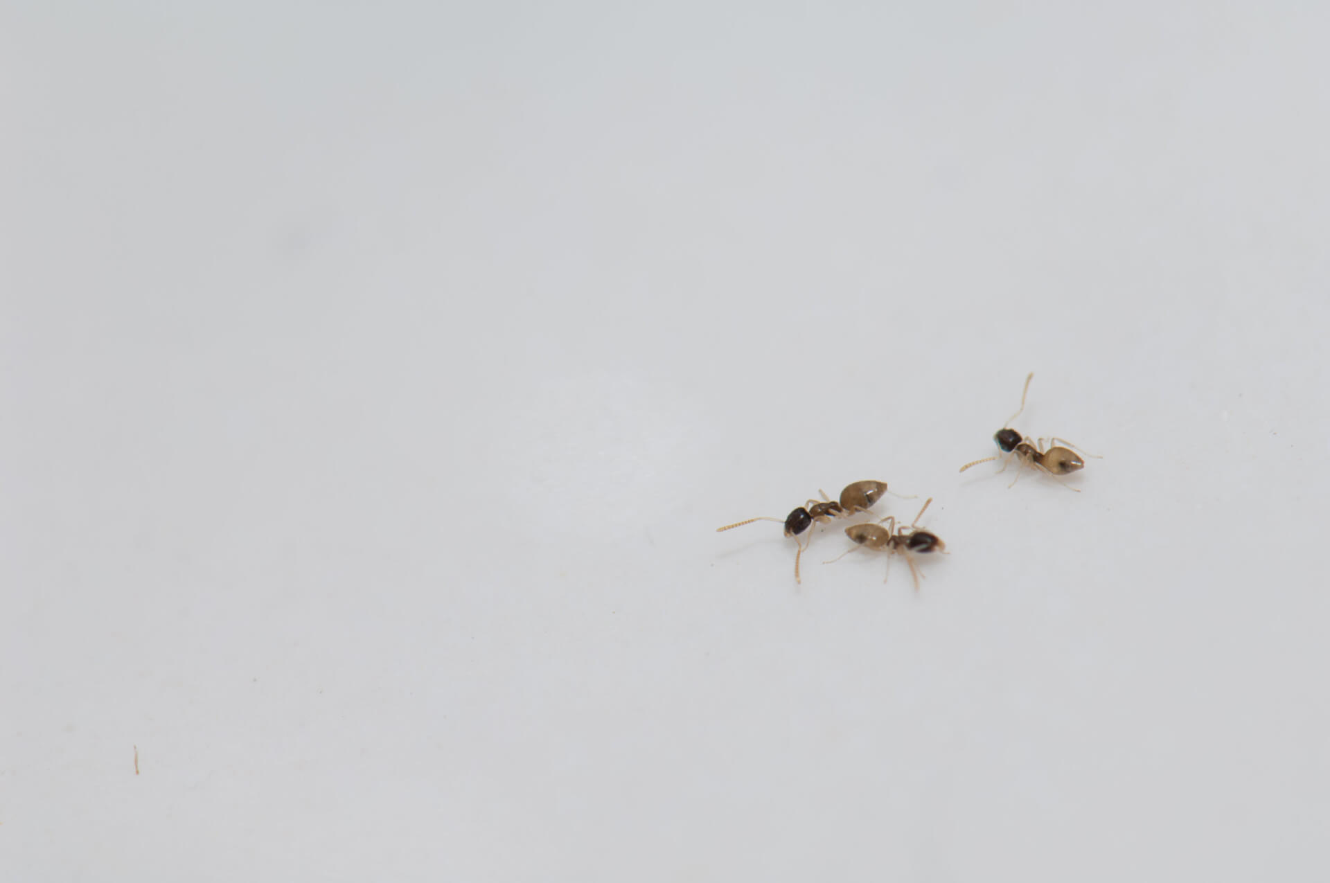 Ghost Ants Facts & Information