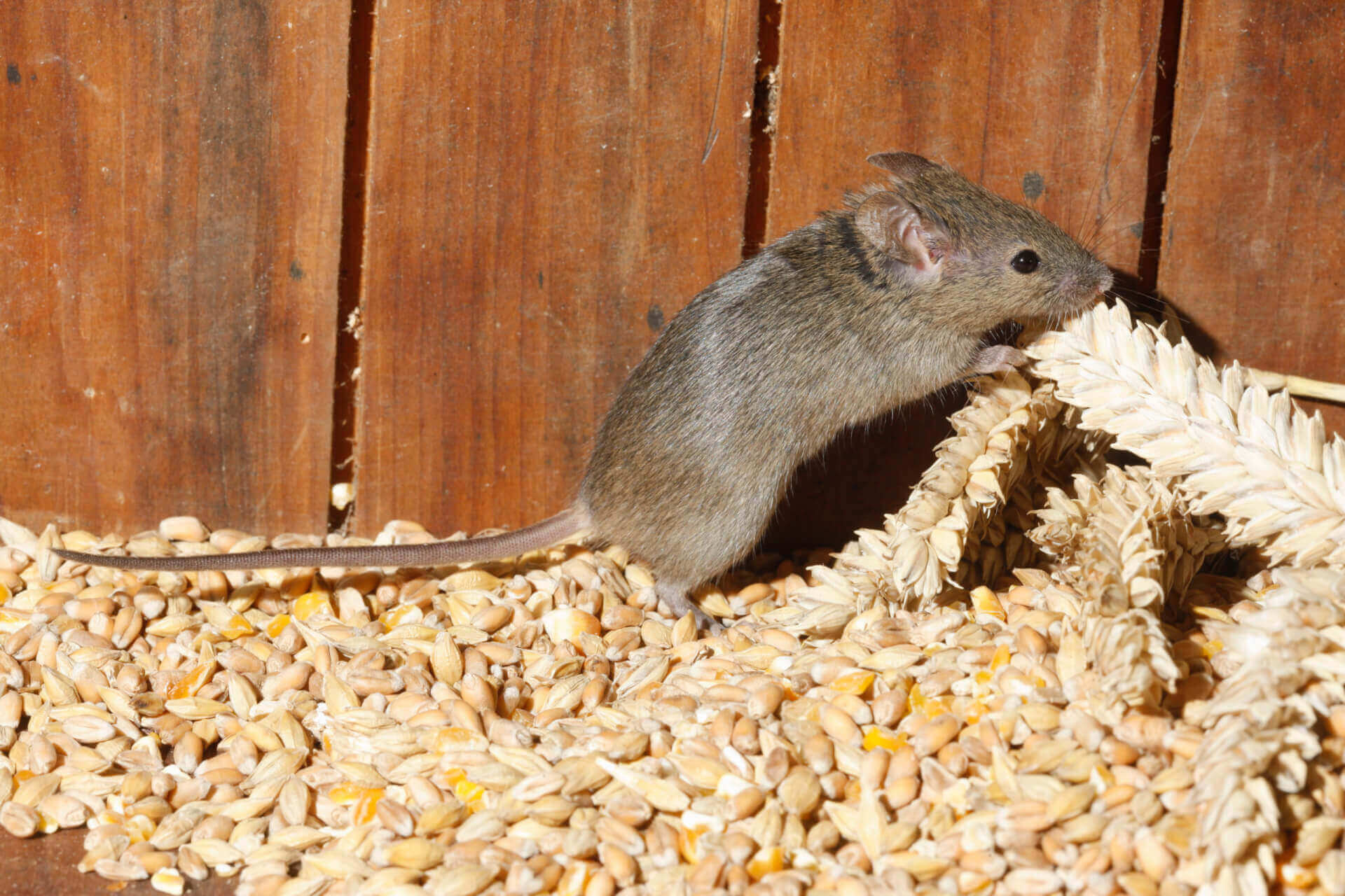 Rat & Mouse Control Around the House