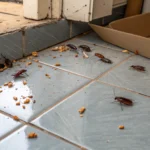 Pest Control Company Near Me