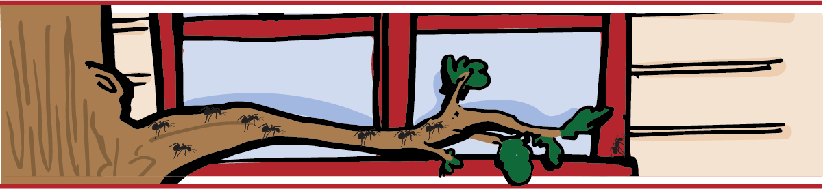 Pests are able to get into your home through windows from tree branches.