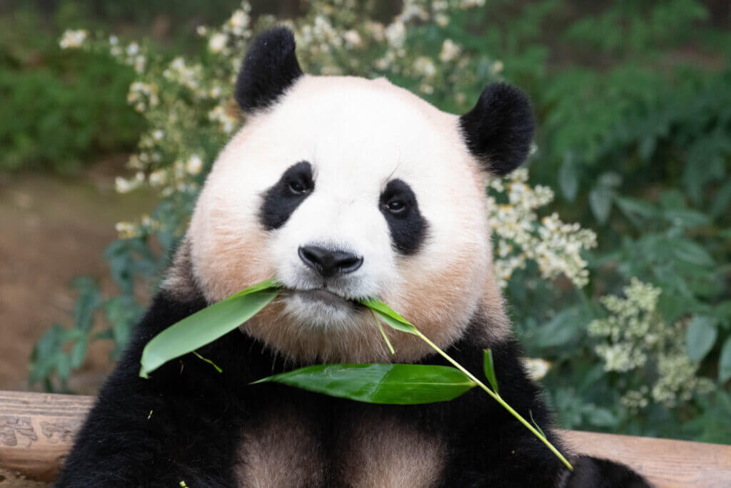 image of a panda