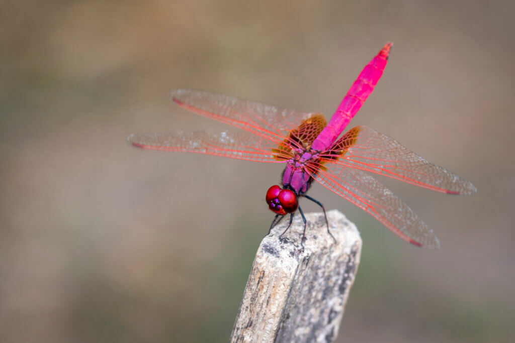 Image of crimson dropwing dragonfly(Male)/Trithemis aurora on nature background. Insect. Animal