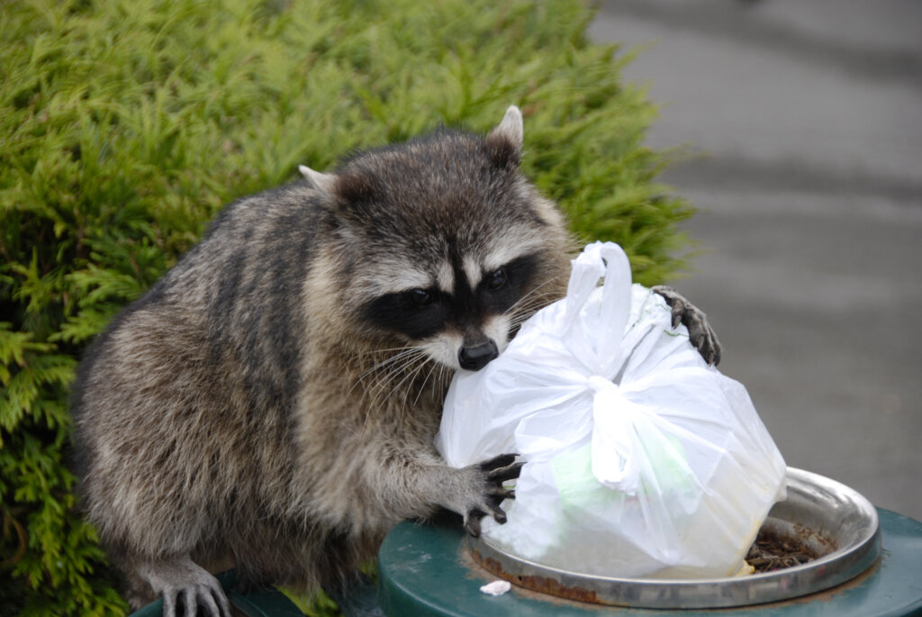 image of a raccoon scavenging in trash