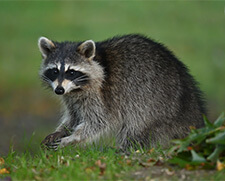 picture of a raccoon