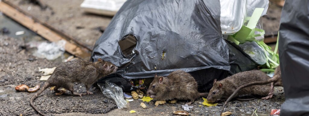 rats around garbage