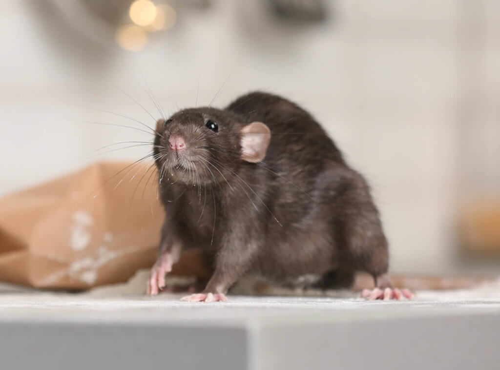 How to get rid of mice and rats in the house