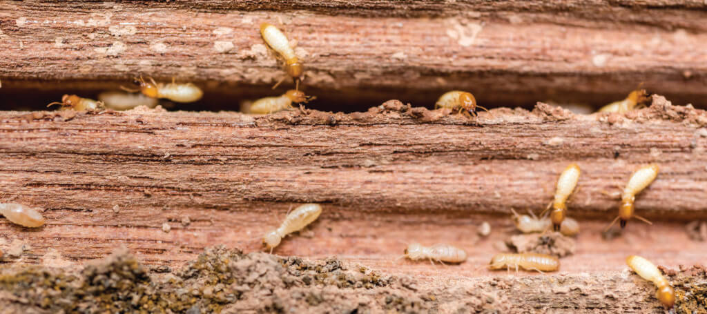 early signs of termites
