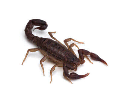 Southern Devil Scorpion