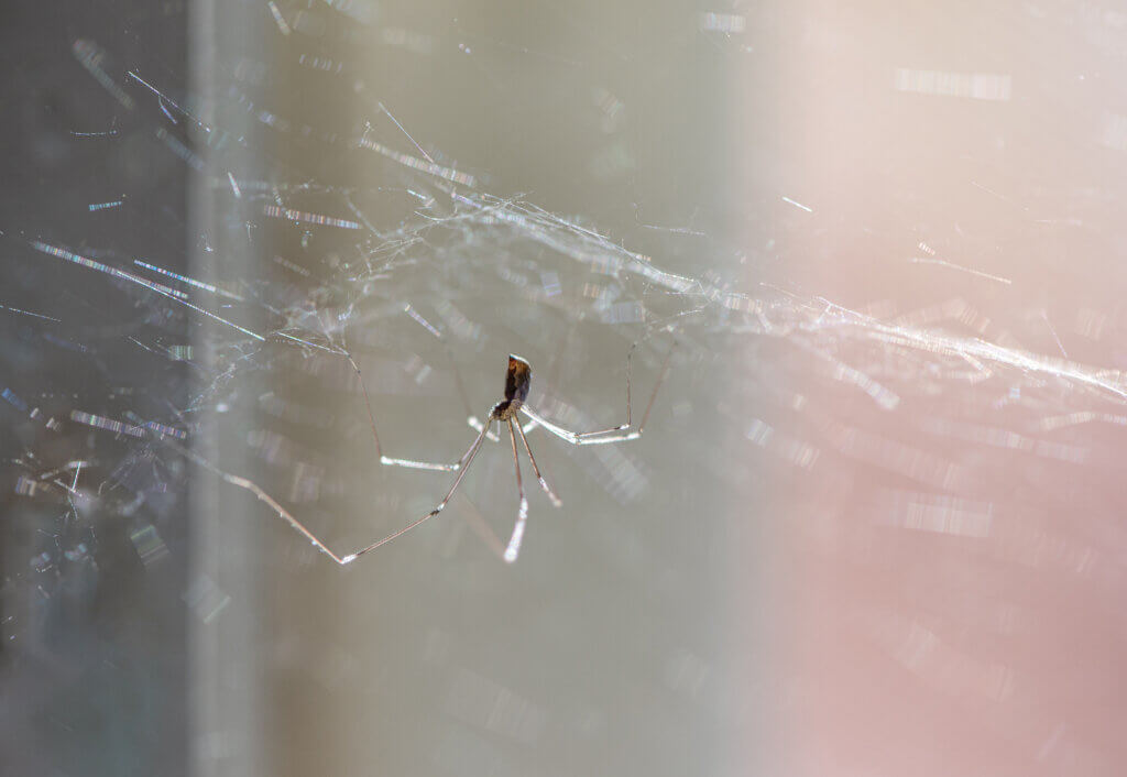 spider in a web in a house