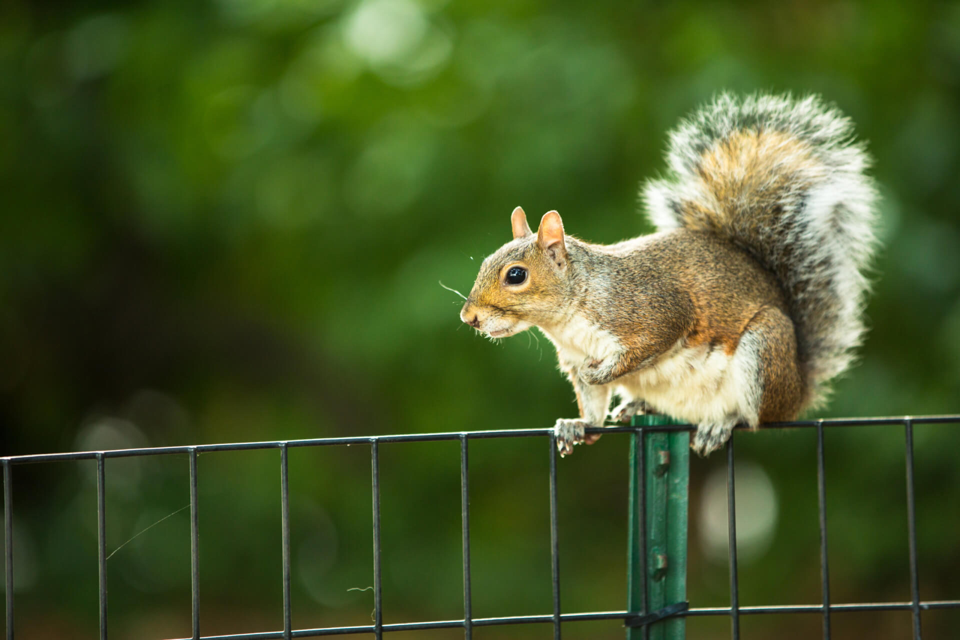 5 Signs You May Have Squirrels in Your Attic