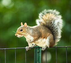 Picture of an Eastern Grey Squirrel (Sciurus carolinensis)