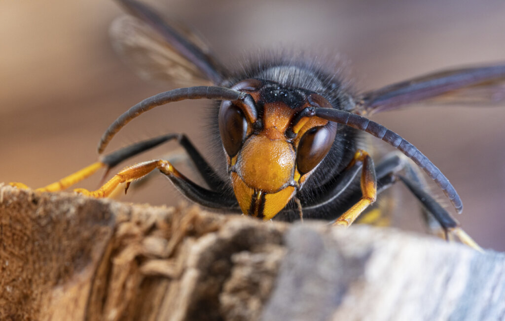 picture of a yellow legged hornet
