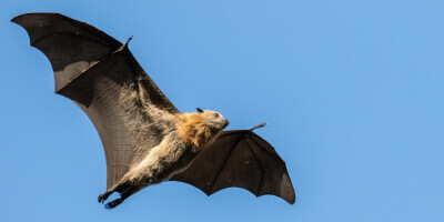 picture of a bat flying in the air during the day