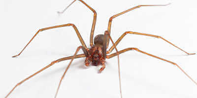 brown recluse spider