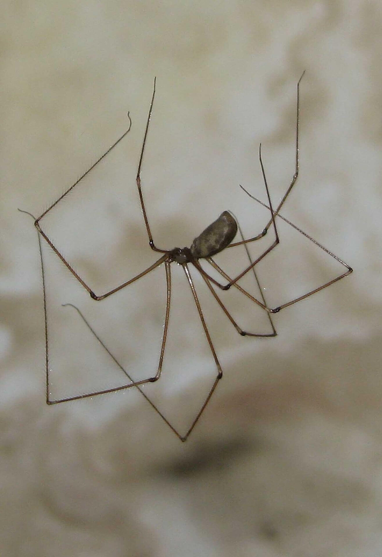 Is It A Cellar Spider Or Daddy Long Legs Hanging Around Your