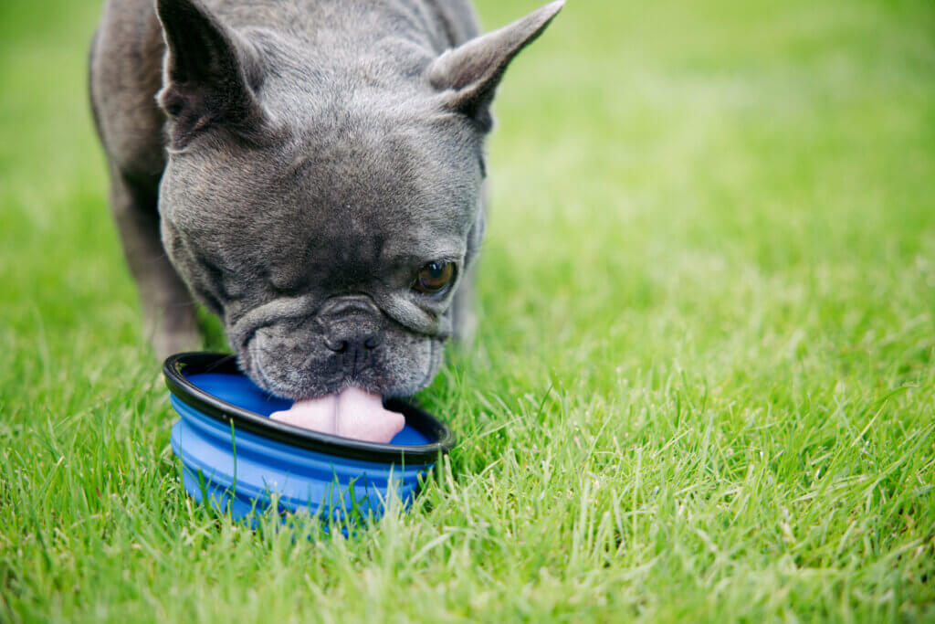 french bulldog drinking water from a bowl outside