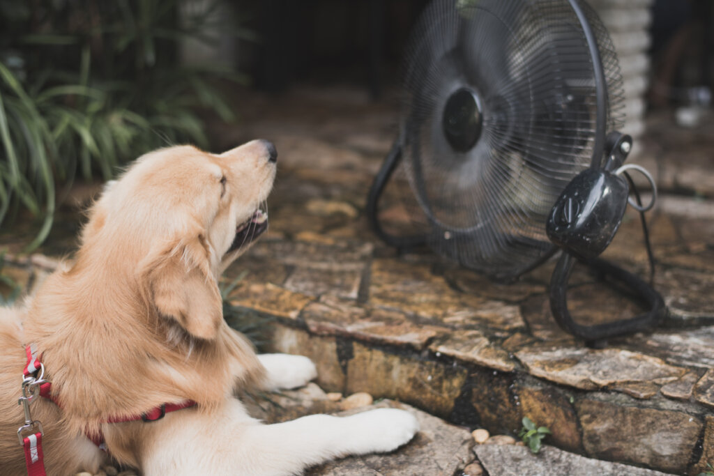 golden retriever with blurry background fan cooling. heat stroke concept.