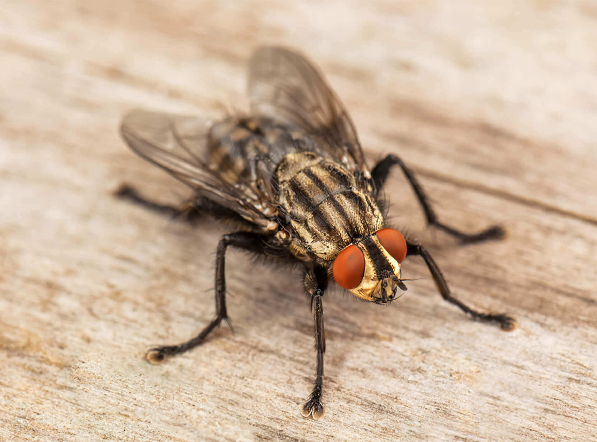 Commercial Fly Pest Control – Fly Exterminator Near Me