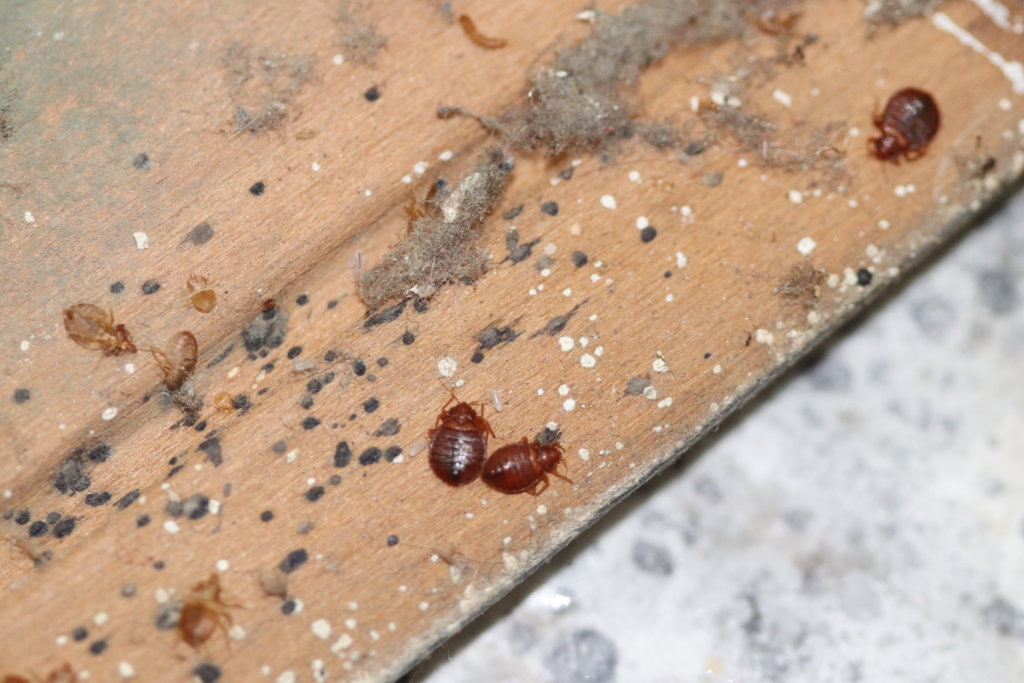 pictures of bed bugs