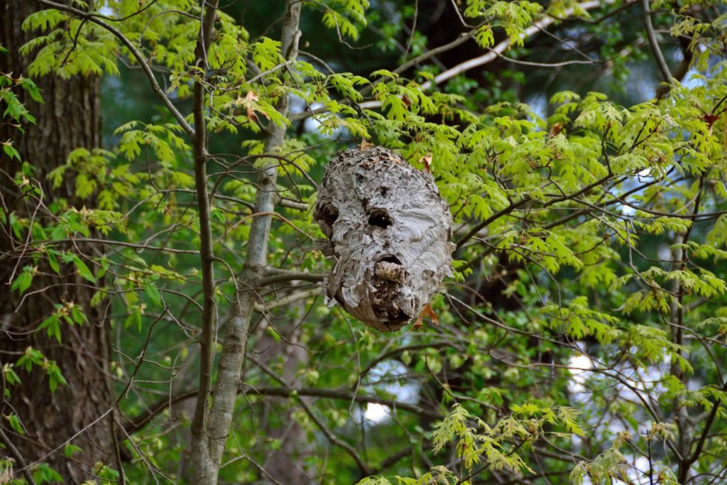 wasp nest hanging in a tree
