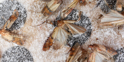 Pantry Moth Pest Control – Pantry Moth Exterminator Near Me
