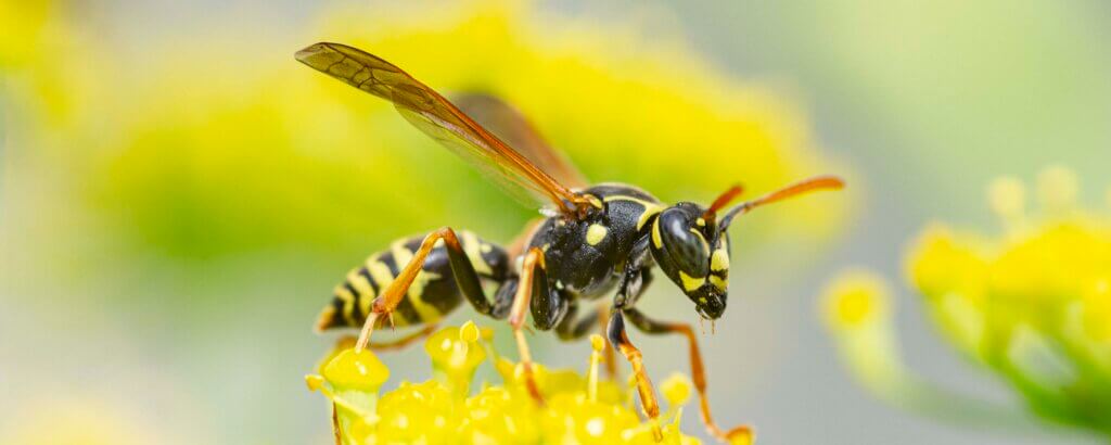 stinging pest on a flower